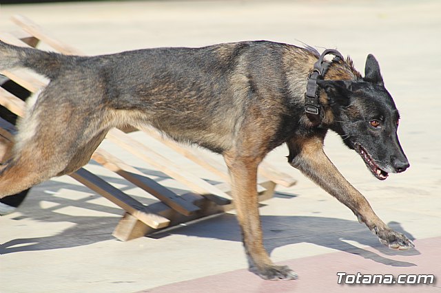 I Exhibicin Canina de Perros Detectores  - 77