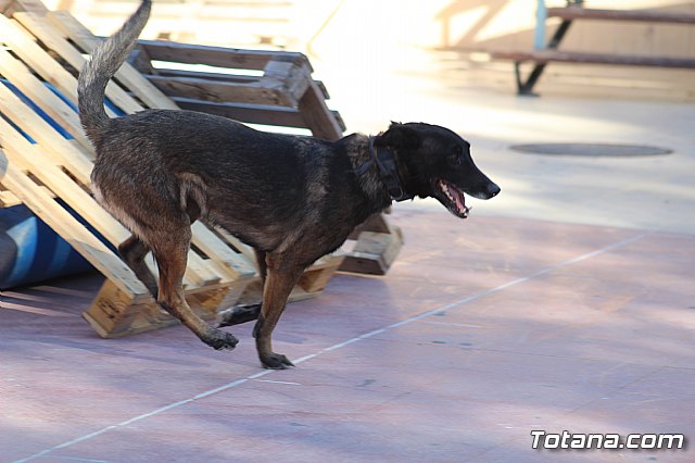 I Exhibicin Canina de Perros Detectores  - 79