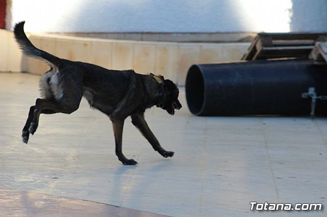 I Exhibicin Canina de Perros Detectores  - 82
