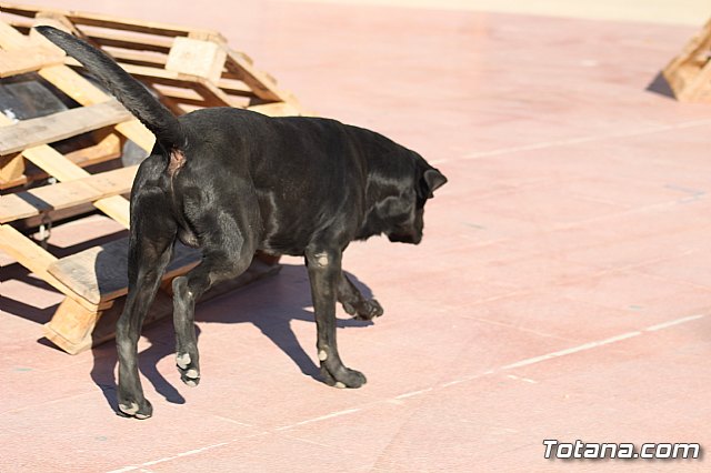 I Exhibicin Canina de Perros Detectores  - 89