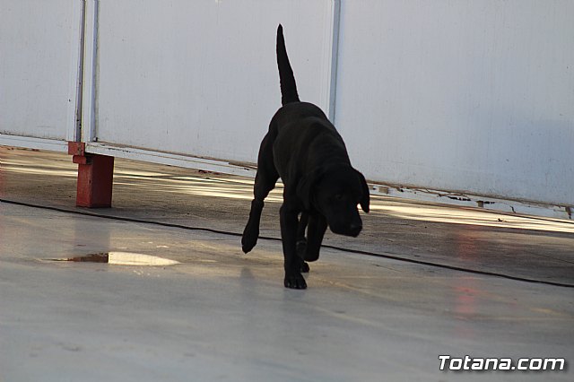 I Exhibicin Canina de Perros Detectores  - 93