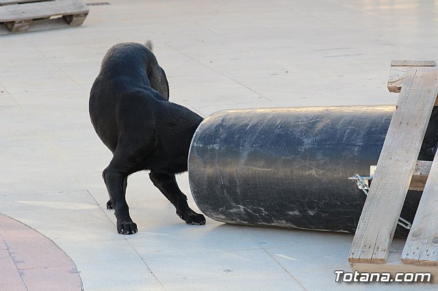 I Exhibicin Canina de Perros Detectores  - 96