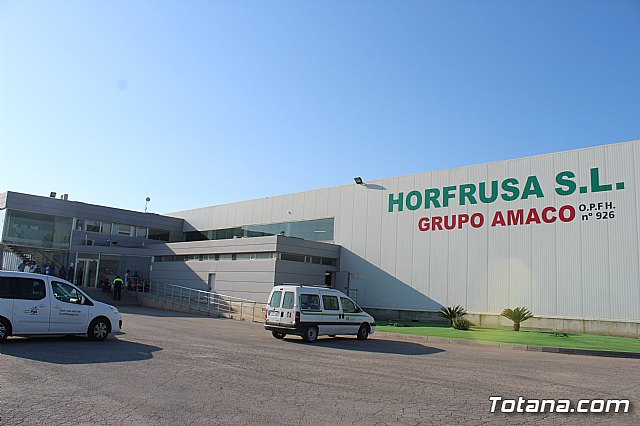 La Regin produce el 22 por ciento de los pimientos de bola destinados a pimentn en Espaa - 1