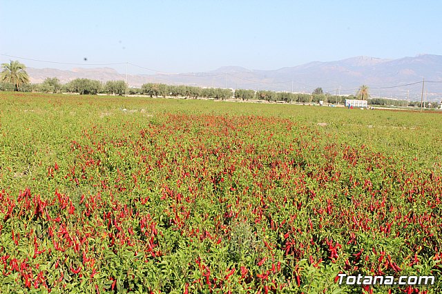 La Regin produce el 22 por ciento de los pimientos de bola destinados a pimentn en Espaa - 2