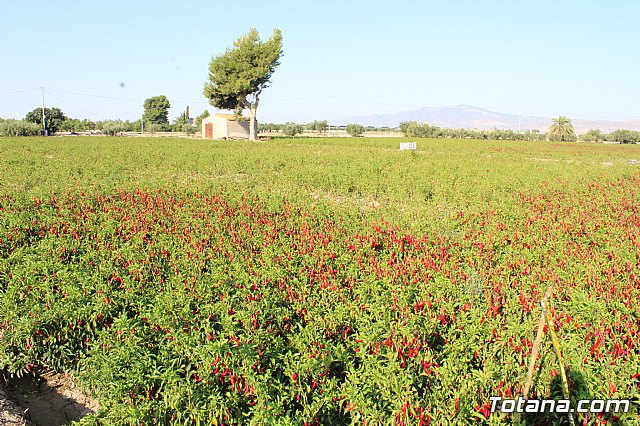 La Regin produce el 22 por ciento de los pimientos de bola destinados a pimentn en Espaa - 3
