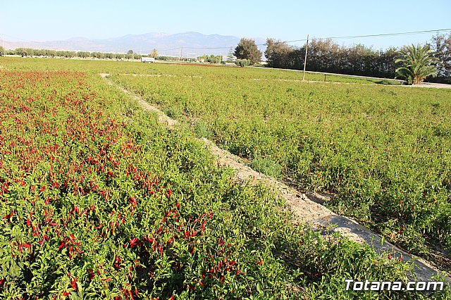 La Regin produce el 22 por ciento de los pimientos de bola destinados a pimentn en Espaa - 4