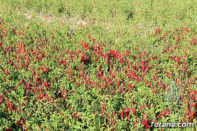 La Regin produce el 22 por ciento de los pimientos de bola destinados a pimentn en Espaa - 5