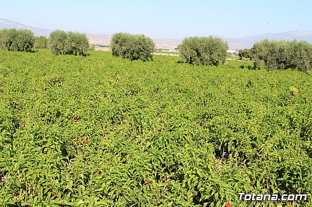 La Regin produce el 22 por ciento de los pimientos de bola destinados a pimentn en Espaa - 19