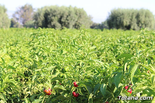 La Regin produce el 22 por ciento de los pimientos de bola destinados a pimentn en Espaa - 21