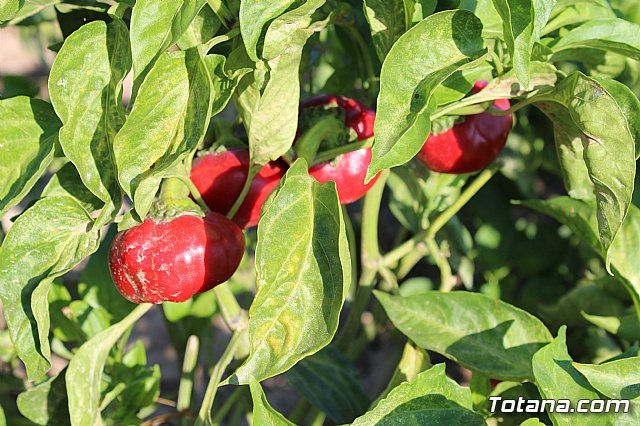 La Regin produce el 22 por ciento de los pimientos de bola destinados a pimentn en Espaa - 22