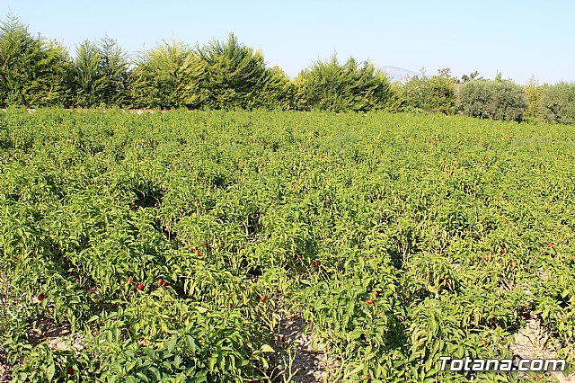 La Regin produce el 22 por ciento de los pimientos de bola destinados a pimentn en Espaa - 24