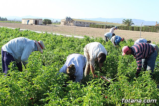 La Regin produce el 22 por ciento de los pimientos de bola destinados a pimentn en Espaa - 27