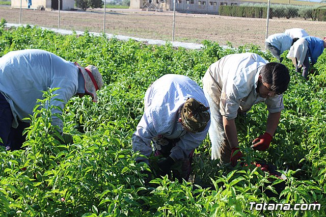 La Regin produce el 22 por ciento de los pimientos de bola destinados a pimentn en Espaa - 28
