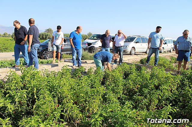 La Regin produce el 22 por ciento de los pimientos de bola destinados a pimentn en Espaa - 32