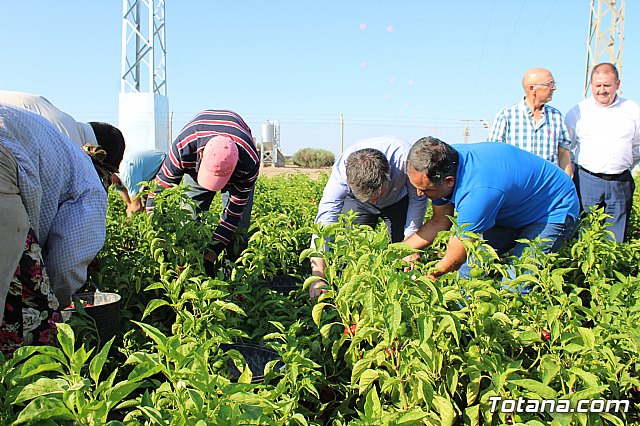 La Regin produce el 22 por ciento de los pimientos de bola destinados a pimentn en Espaa - 34