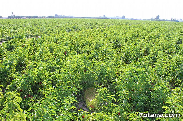 La Regin produce el 22 por ciento de los pimientos de bola destinados a pimentn en Espaa - 38