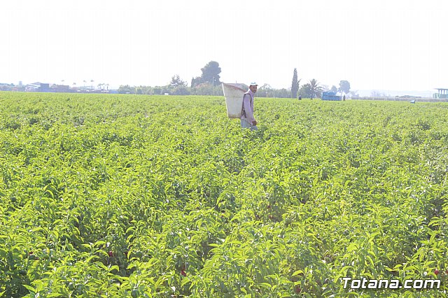 La Regin produce el 22 por ciento de los pimientos de bola destinados a pimentn en Espaa - 41