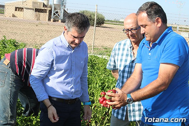 La Regin produce el 22 por ciento de los pimientos de bola destinados a pimentn en Espaa - 42