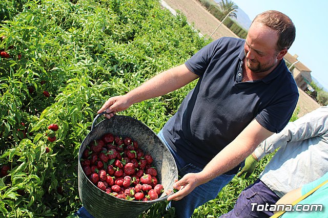 La Regin produce el 22 por ciento de los pimientos de bola destinados a pimentn en Espaa - 43
