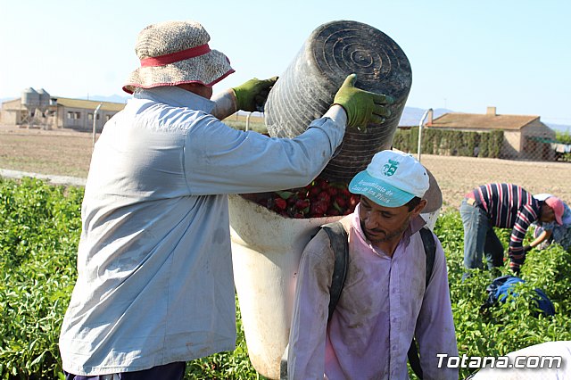 La Regin produce el 22 por ciento de los pimientos de bola destinados a pimentn en Espaa - 45