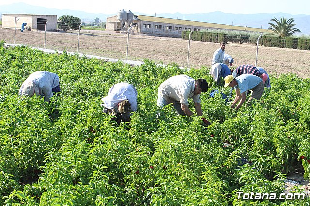 La Regin produce el 22 por ciento de los pimientos de bola destinados a pimentn en Espaa - 46