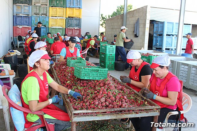La Regin produce el 22 por ciento de los pimientos de bola destinados a pimentn en Espaa - 47