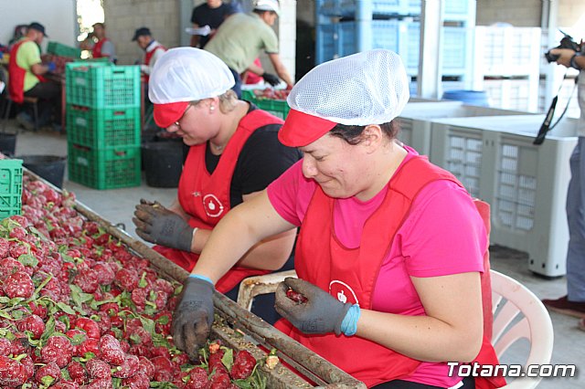 La Regin produce el 22 por ciento de los pimientos de bola destinados a pimentn en Espaa - 48