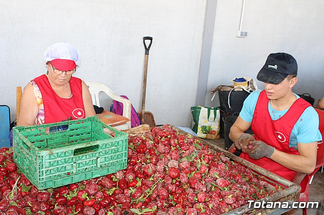 La Regin produce el 22 por ciento de los pimientos de bola destinados a pimentn en Espaa - 49
