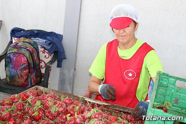 La Regin produce el 22 por ciento de los pimientos de bola destinados a pimentn en Espaa - 50