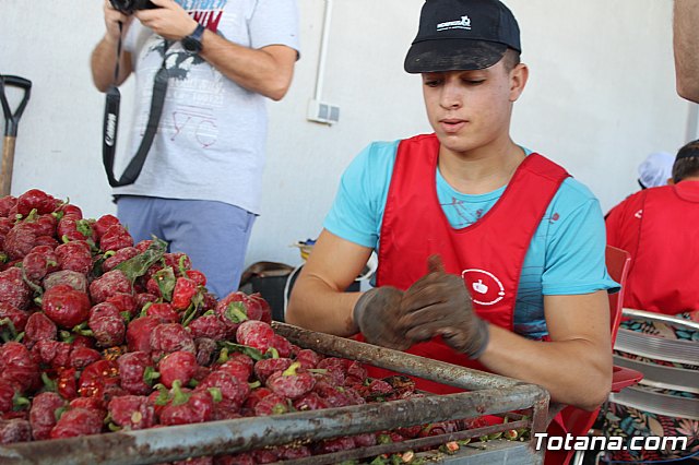 La Regin produce el 22 por ciento de los pimientos de bola destinados a pimentn en Espaa - 51