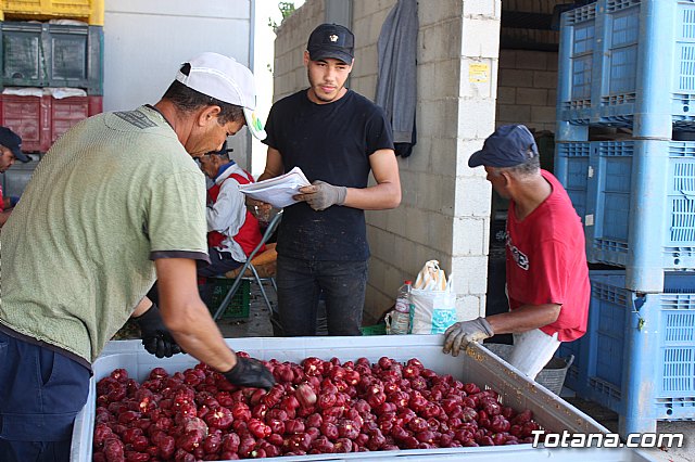 La Regin produce el 22 por ciento de los pimientos de bola destinados a pimentn en Espaa - 52