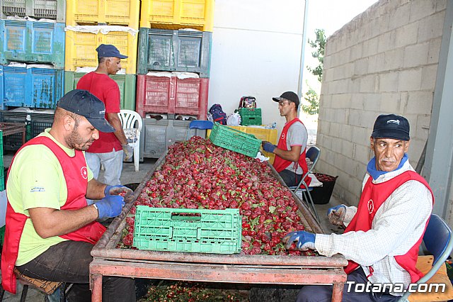 La Regin produce el 22 por ciento de los pimientos de bola destinados a pimentn en Espaa - 54