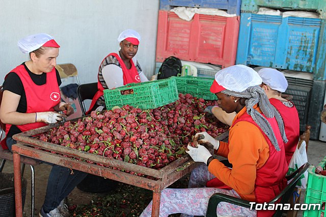 La Regin produce el 22 por ciento de los pimientos de bola destinados a pimentn en Espaa - 56
