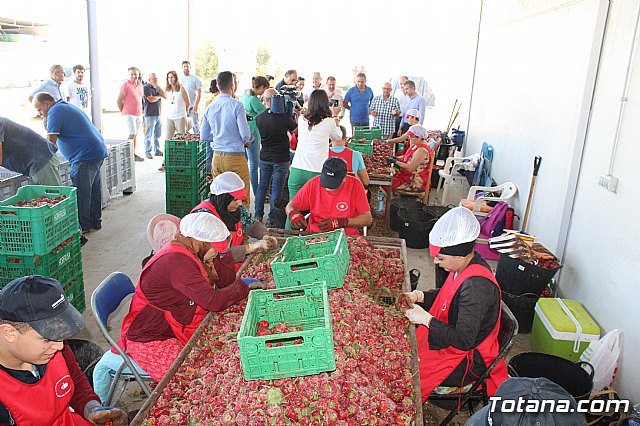 La Regin produce el 22 por ciento de los pimientos de bola destinados a pimentn en Espaa - 57