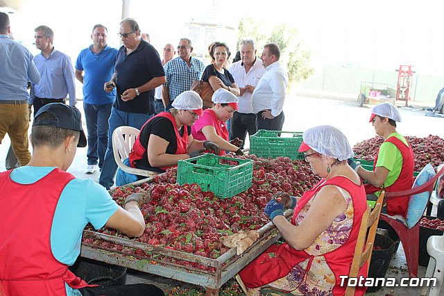 La Regin produce el 22 por ciento de los pimientos de bola destinados a pimentn en Espaa - 60