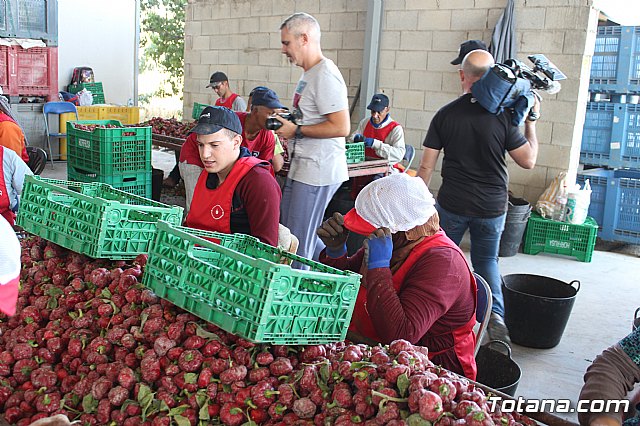 La Regin produce el 22 por ciento de los pimientos de bola destinados a pimentn en Espaa - 61