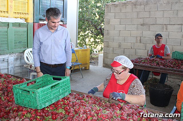 La Regin produce el 22 por ciento de los pimientos de bola destinados a pimentn en Espaa - 62