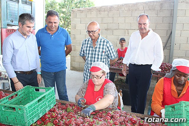 La Regin produce el 22 por ciento de los pimientos de bola destinados a pimentn en Espaa - 63