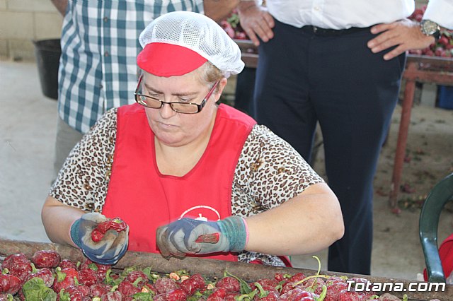 La Regin produce el 22 por ciento de los pimientos de bola destinados a pimentn en Espaa - 64