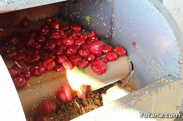 La Regin produce el 22 por ciento de los pimientos de bola destinados a pimentn en Espaa - 69