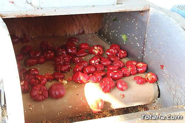 La Regin produce el 22 por ciento de los pimientos de bola destinados a pimentn en Espaa - 72