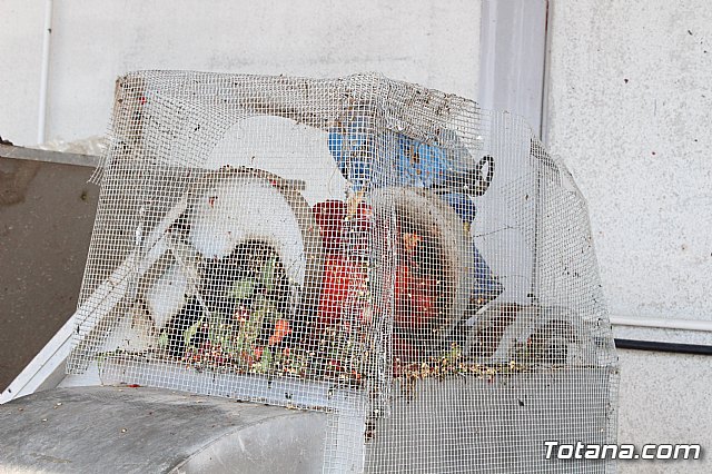 La Regin produce el 22 por ciento de los pimientos de bola destinados a pimentn en Espaa - 74