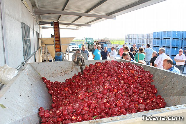 La Regin produce el 22 por ciento de los pimientos de bola destinados a pimentn en Espaa - 75