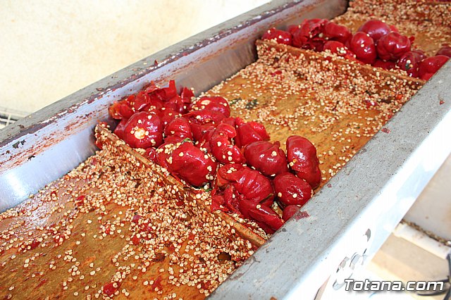 La Regin produce el 22 por ciento de los pimientos de bola destinados a pimentn en Espaa - 76