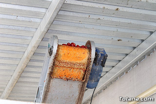 La Regin produce el 22 por ciento de los pimientos de bola destinados a pimentn en Espaa - 77