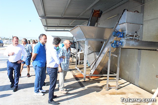 La Regin produce el 22 por ciento de los pimientos de bola destinados a pimentn en Espaa - 78