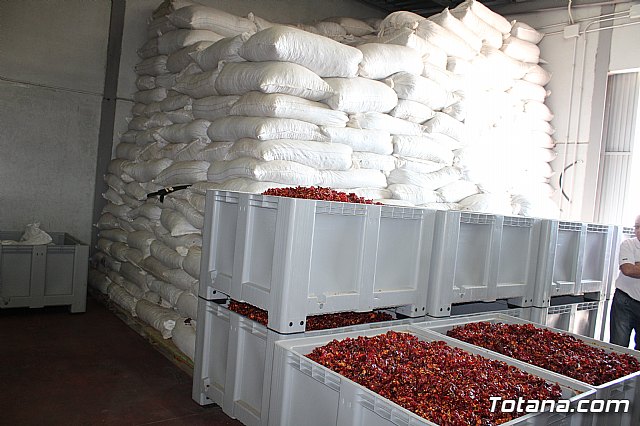 La Regin produce el 22 por ciento de los pimientos de bola destinados a pimentn en Espaa - 81