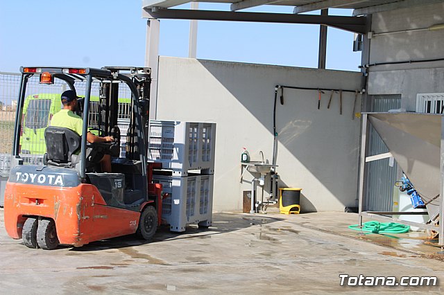 La Regin produce el 22 por ciento de los pimientos de bola destinados a pimentn en Espaa - 89