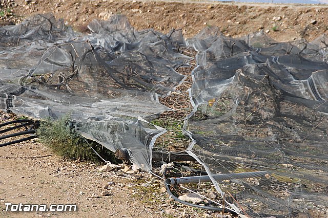 Visita a parrales afectados por la nevada - 5