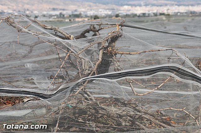 Visita a parrales afectados por la nevada - 9